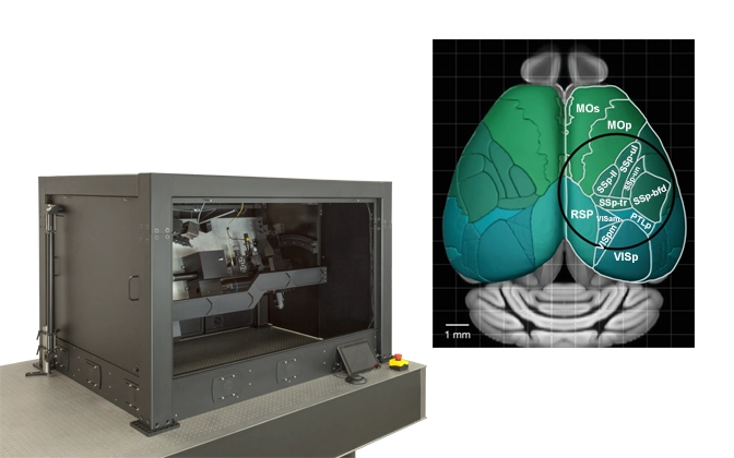 Thorlabs · Multiphoton Mesoscope