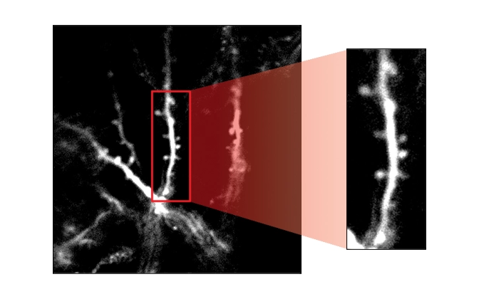 Thorlabs · Multiphoton Microscopes